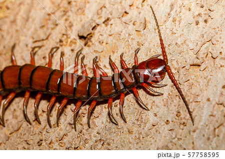 巨大ムカデの写真素材