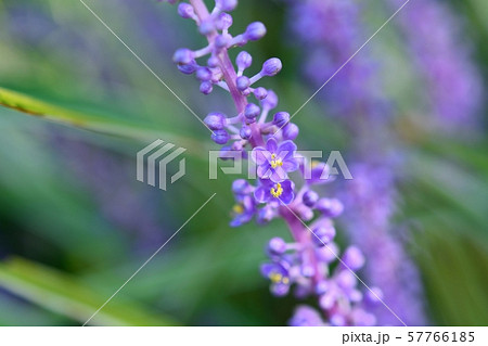 フイリヤブラン 花 ヤブラン 多年草の写真素材