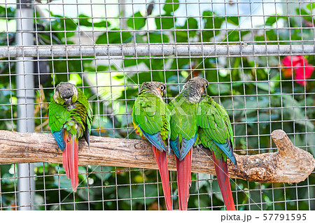 ホオミドリアカオウロコインコの写真素材 Pixta