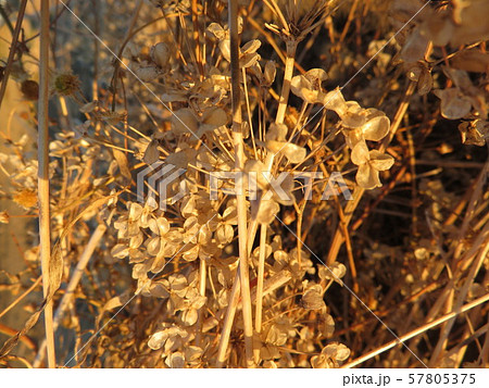 カサカサした花の写真素材