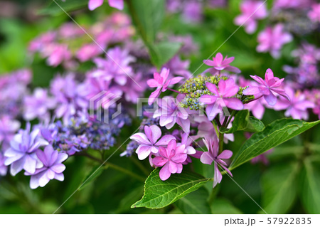 アジサイ あじさい 茎 ７月の写真素材