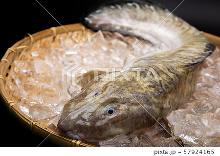 魚 ババア 田中玄華 ばばちゃんの写真素材