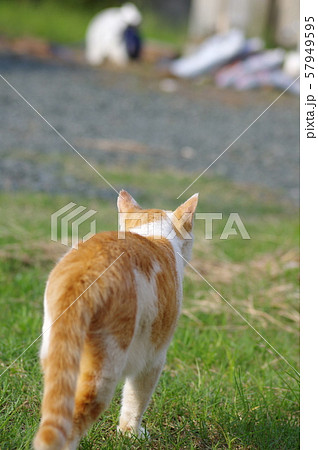 動物 猫 歩く 後ろ姿の写真素材