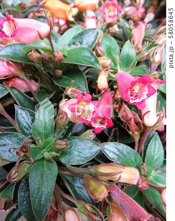 グロキシニア属の写真素材