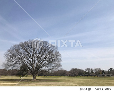 この木なんの木気になる木の写真素材