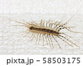 ゲジの写真素材 [58933409] - PIXTA