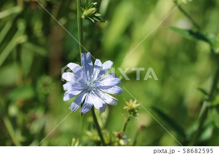 チコリの花の写真素材