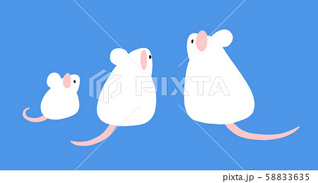 後ろ姿 鼠 ハツカネズミ 動物の写真素材