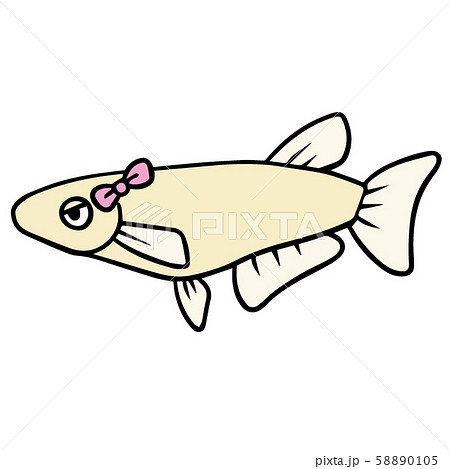 めだか メダカ 目高 魚のイラスト素材