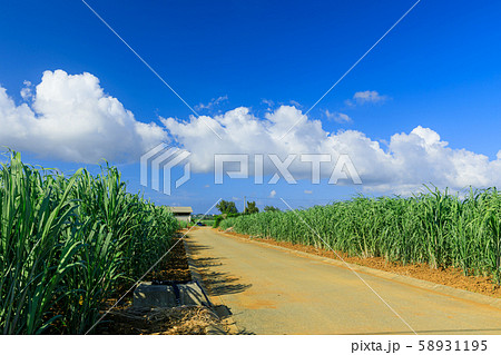 さとうきび サトウキビ 沖縄県 栽培の写真素材