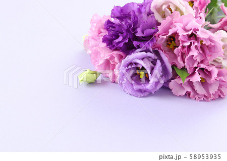 トルコキキョウ 紫色 紫の写真素材