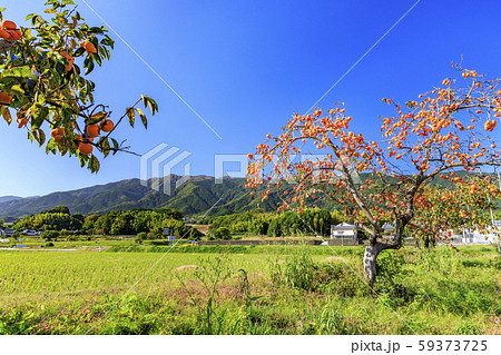 柿の木 柿 田園の写真素材 - PIXTA