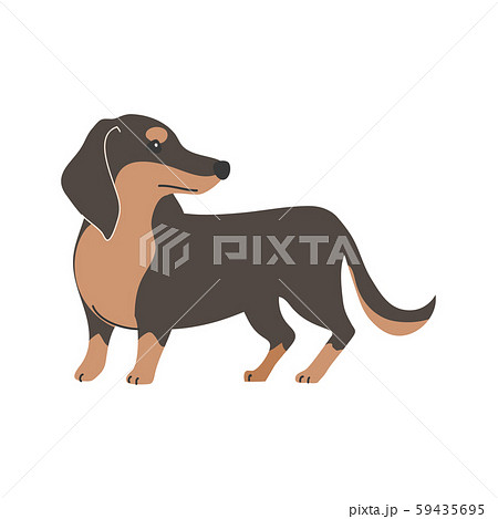 犬 ミニチュアダックスフンド 黒色 ペットのイラスト素材