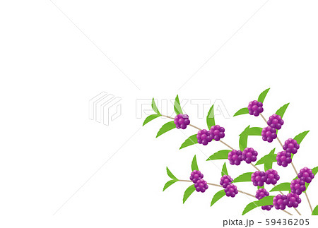 紫式部 植物 実 紫のイラスト素材