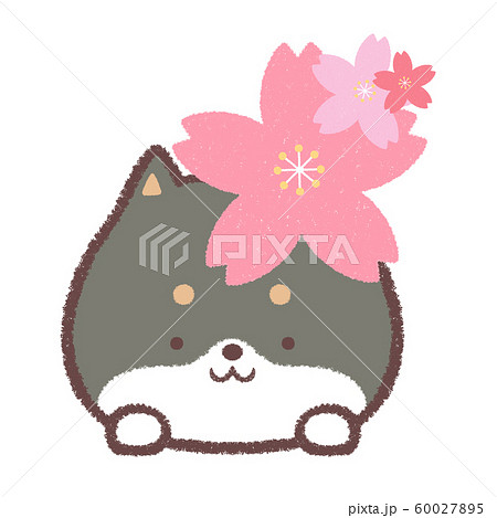 犬 黒柴 桜 春のイラスト素材
