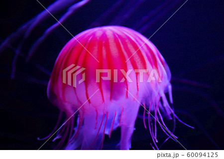 ハクションクラゲの写真素材