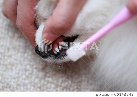 犬の歯磨きの写真素材