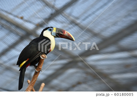 ブラジル国鳥の写真素材