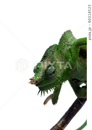ヨツヅノカメレオンの写真素材 - PIXTA