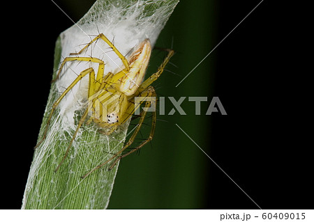 黄緑色の蜘蛛の写真素材