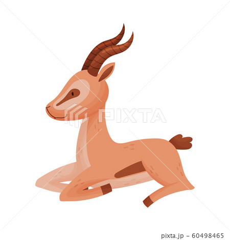 ガゼルの写真素材