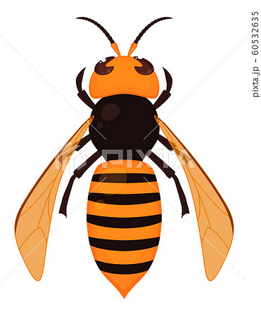 オオスズメバチの写真素材
