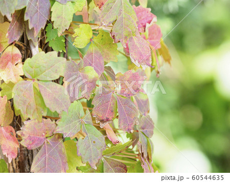 アイビーの紅葉の写真素材