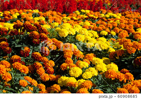マリーゴールド 花壇の写真素材