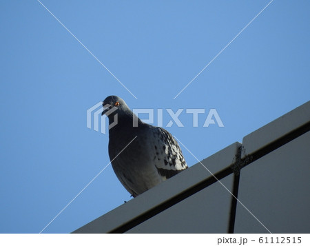 駅の鳩さん の写真素材