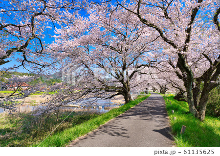法勝寺川土手の桜並木の写真素材