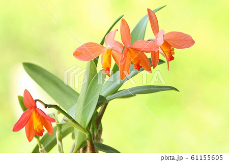 カトレア　オレンジナゲット‘Orange Queen’（花は終わりました） カトレア オレンジナゲット'Orange Queen'（花は終わりました） 【公式