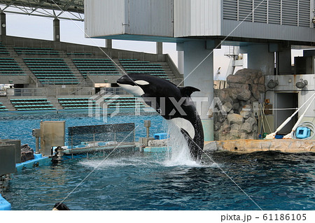 シャチ ジャンプ 水族館の写真素材