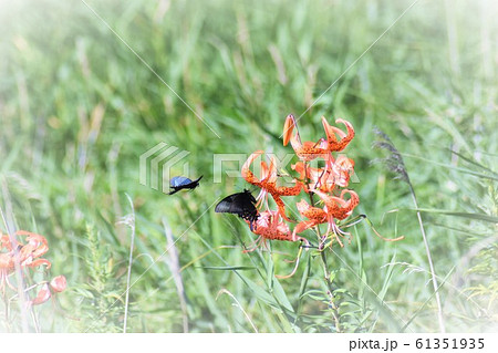 背景素材 壁紙 蝶 紺色の写真素材