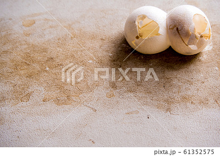 卵 ヤモリ 白 爬虫類の写真素材