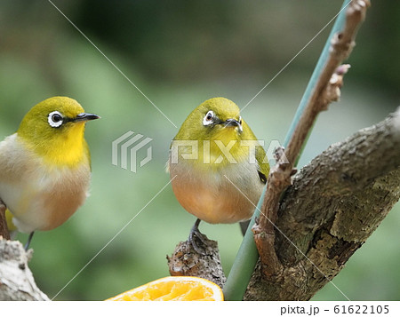 つがい 野鳥の写真素材