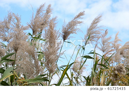 ススキに似た植物 晴れの写真素材