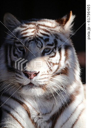 タイガー 怖い ホワイトタイガー 秋吉台自然動物公園の写真素材
