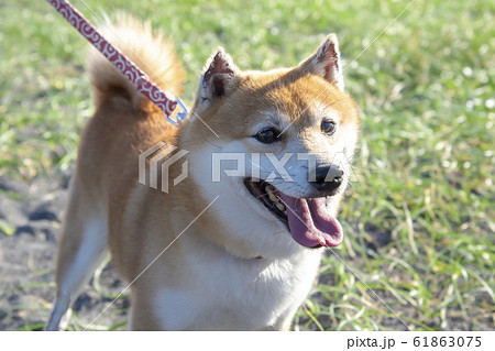 犬 顔 柴犬 正面の写真素材