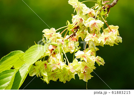 花 枝 桜 枝葉の写真素材