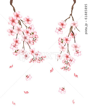 しだれ桜のイラスト素材
