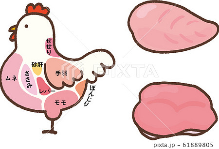 部位 鶏 ニワトリ 肉のイラスト素材