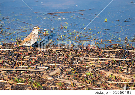 ツムギ 野鳥の写真素材