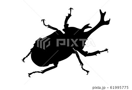 カブトムシ 昆虫 虫 影の写真素材