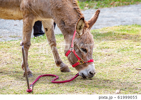 動物 ロバ 顔 アップの写真素材