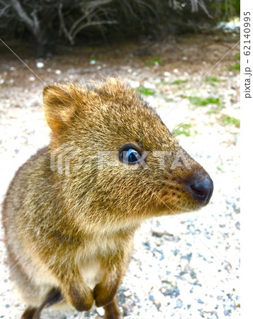 クワッカワラビー 動物 オーストラリア かわいいの写真素材