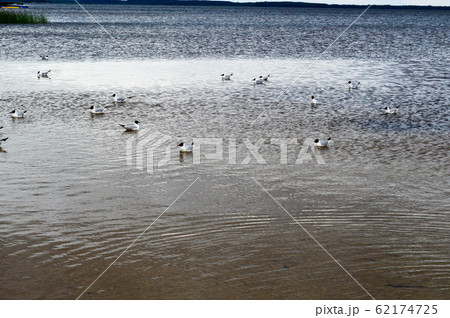 白鳥 一羽 飛ぶ姿 鳥 昼の写真素材