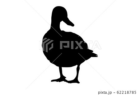 カモのイラスト素材集 Pixta ピクスタ