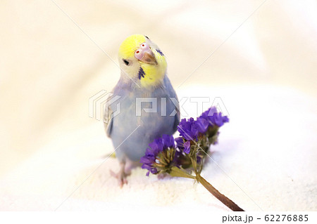 水色のセキセイインコの写真素材