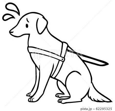 ラブラドールレトリバー 盲導犬 介助犬 犬の写真素材