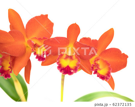 カトレア 花 植物 オレンジ色の写真素材 - PIXTA